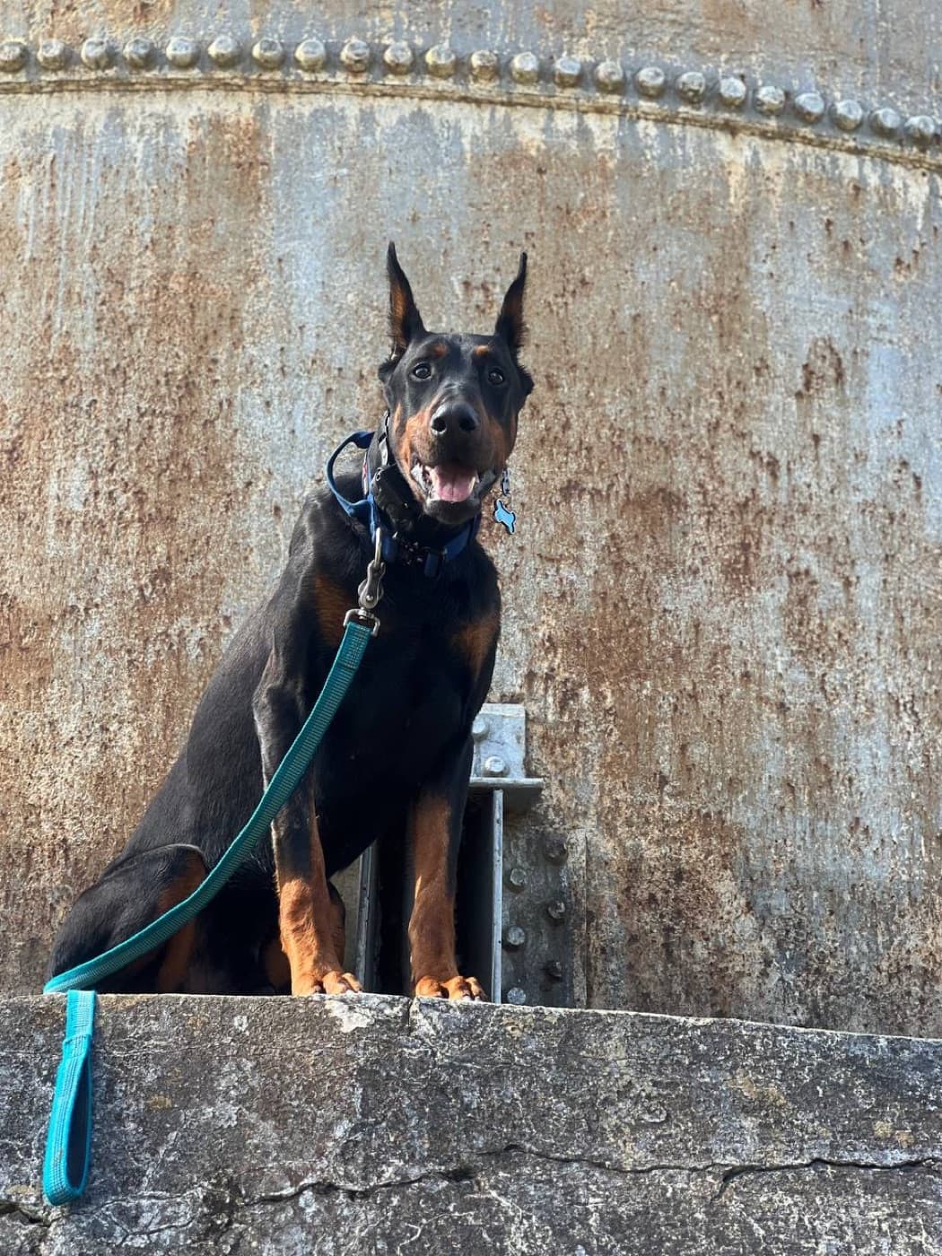 European vs American Doberman breed comparison