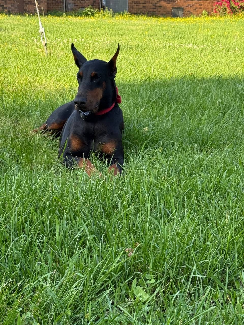 How to Avoid Doberman Puppy Scams in Georgia