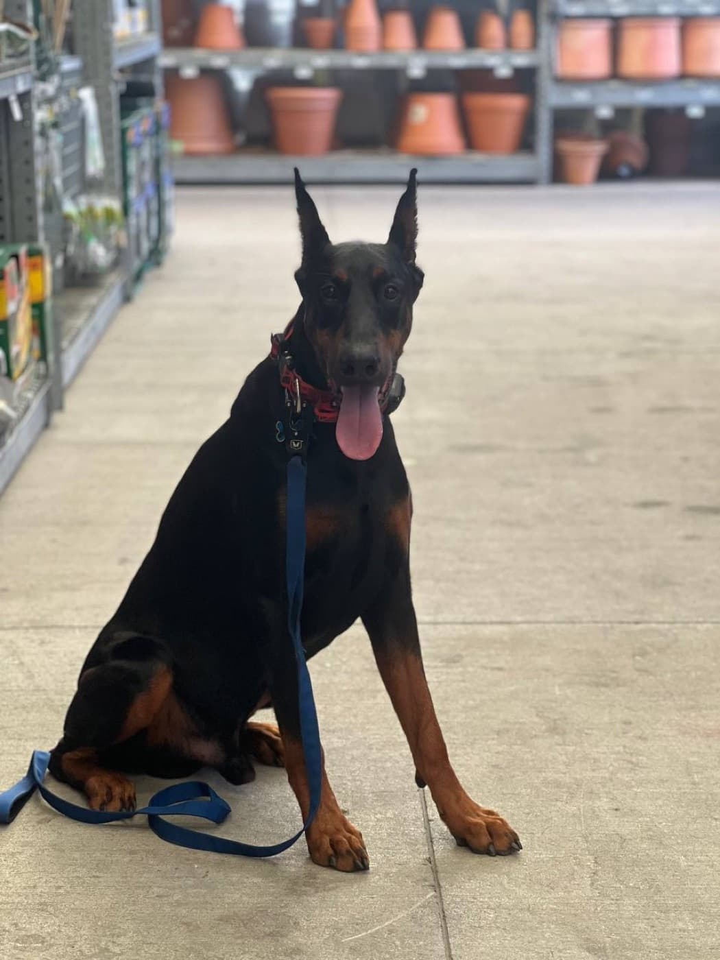 High Point Dobermans — Form & structure