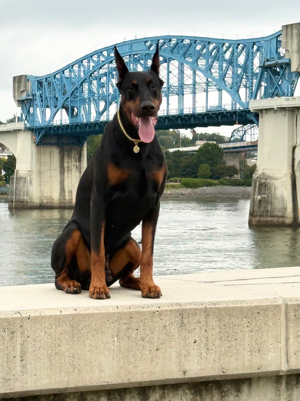 High Point Dobermans — North Georgia