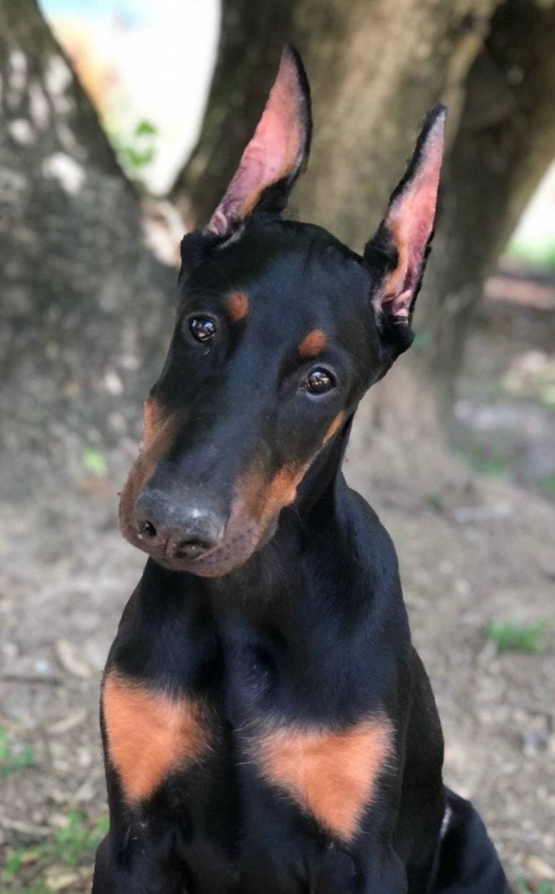 Niko — black and rust Doberman portrait outdoors