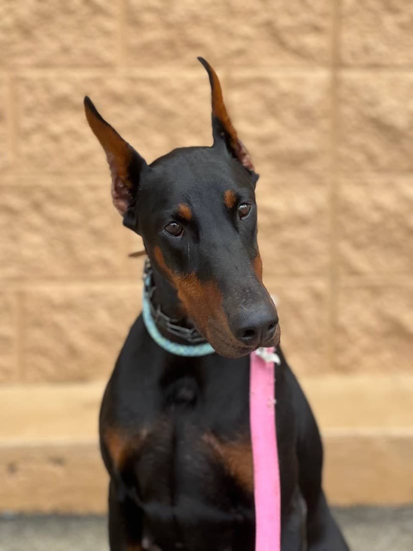 Juno — High Point Doberman