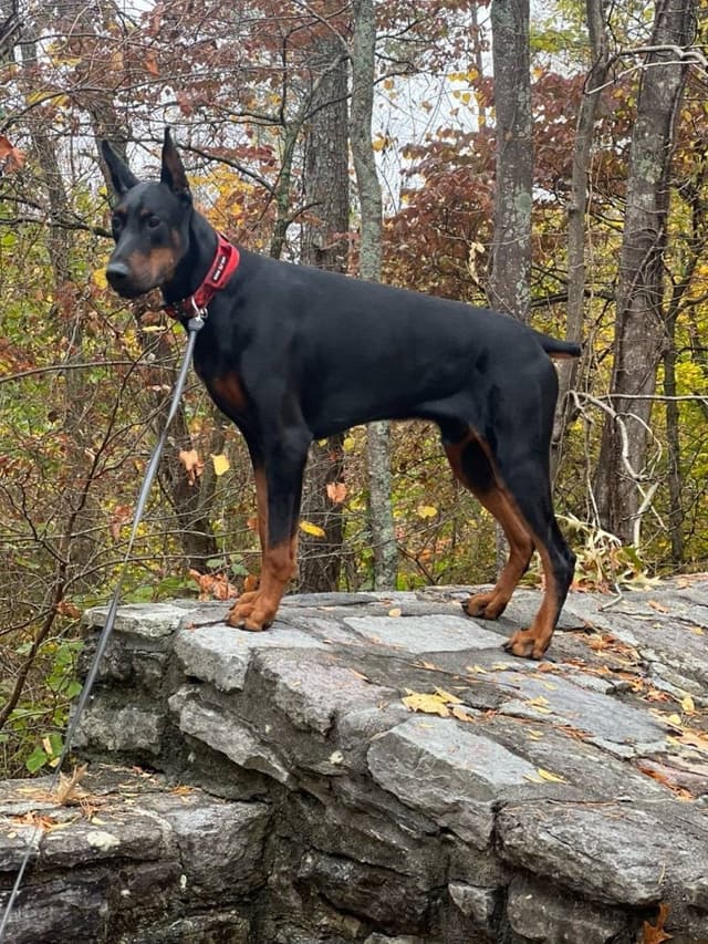 Niko — High Point Dobermans sire, black and rust