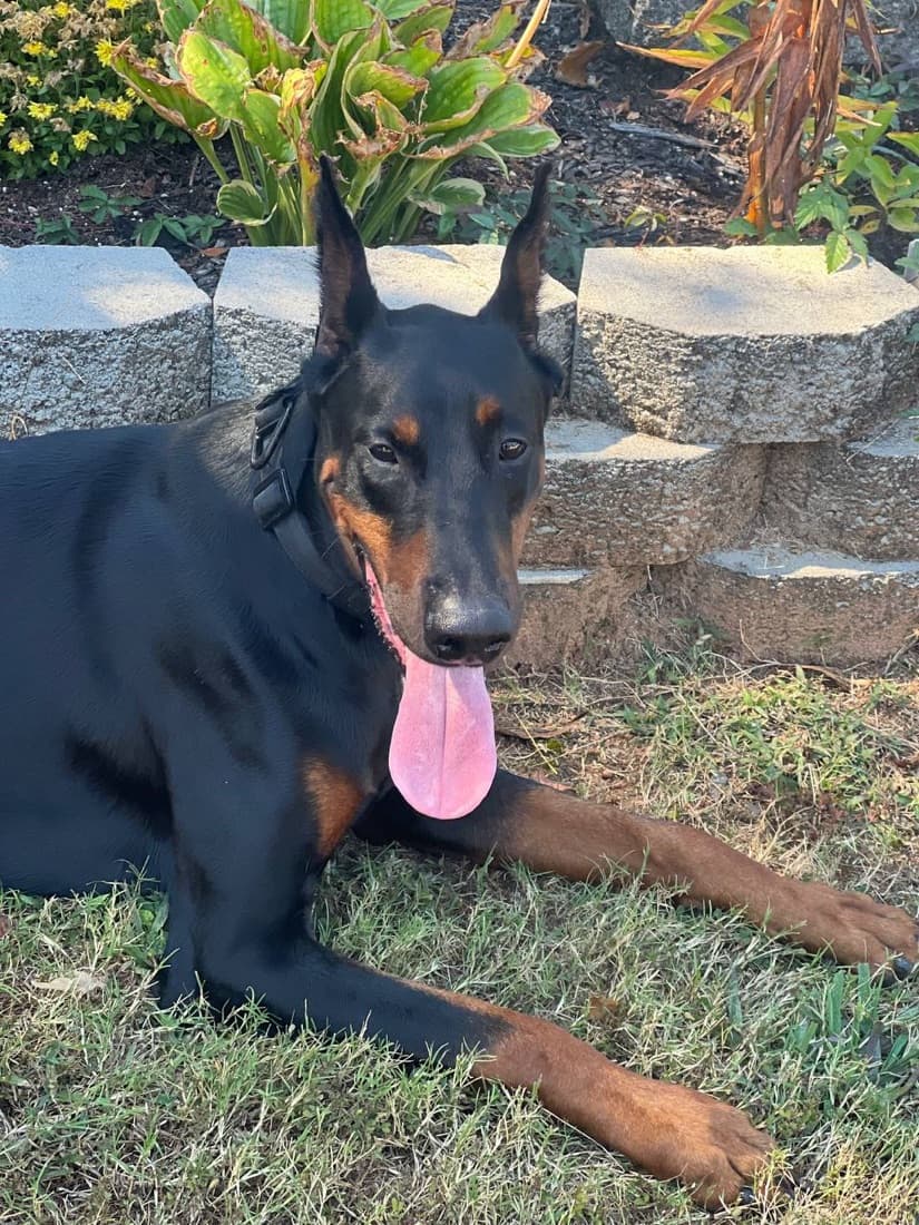 Titan — High Point Doberman