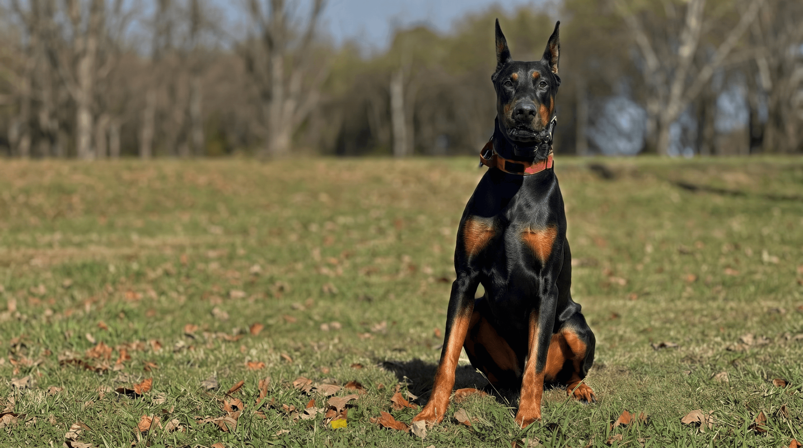 A High Point Doberman in the North Georgia hills