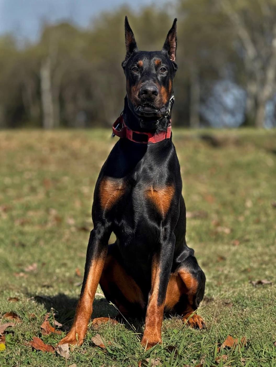 High Point Dobermans — At home