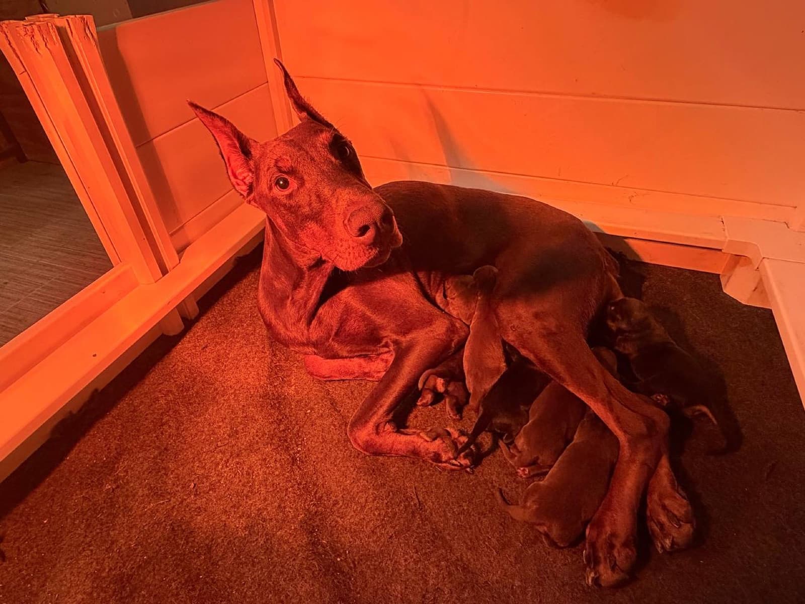Doberman puppy — Nala with her pups