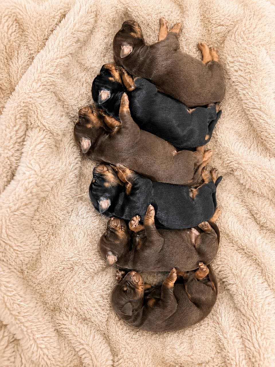 Doberman puppy — Nala × Mando newborns