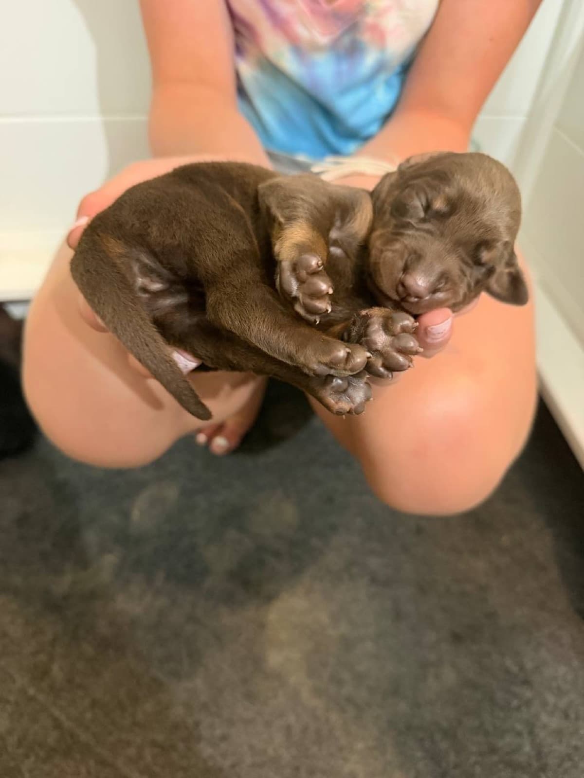 Doberman puppy — Red newborn pup