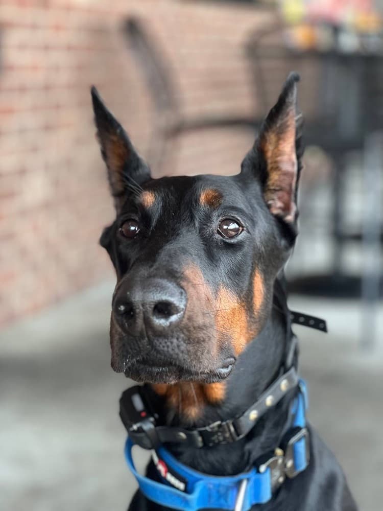 Doberman puppy — Purple collar