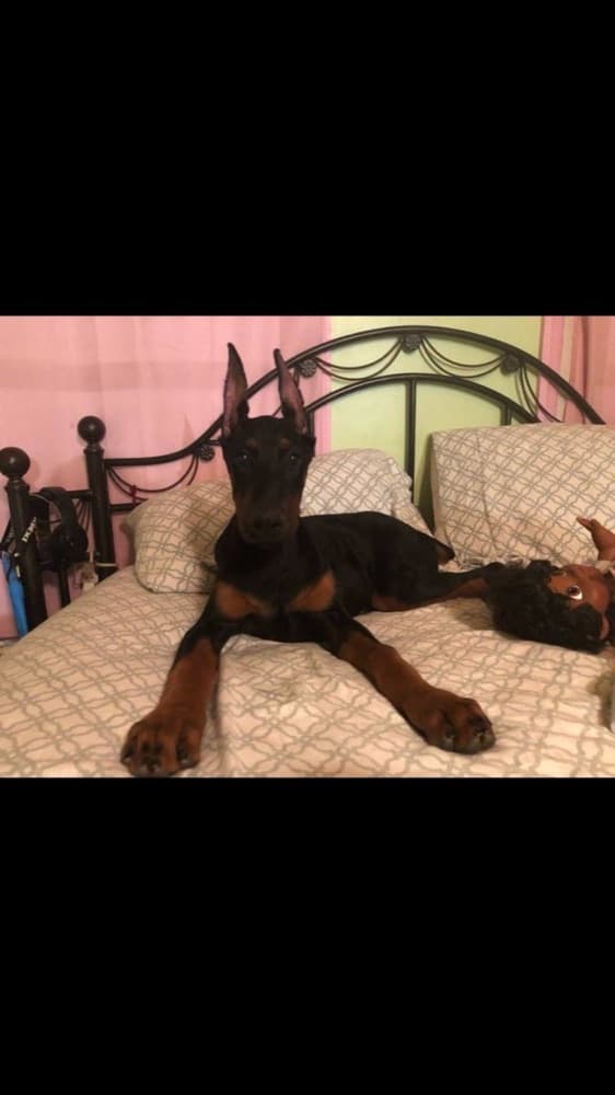 Doberman puppy — Little red