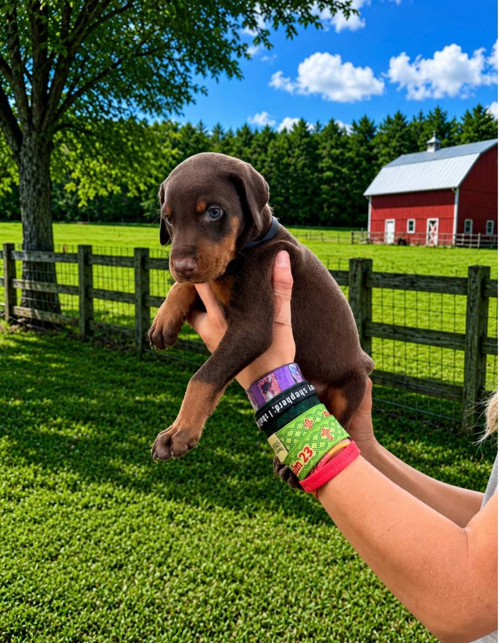 Black Collar Male — Male Brown & Rust Doberman puppy