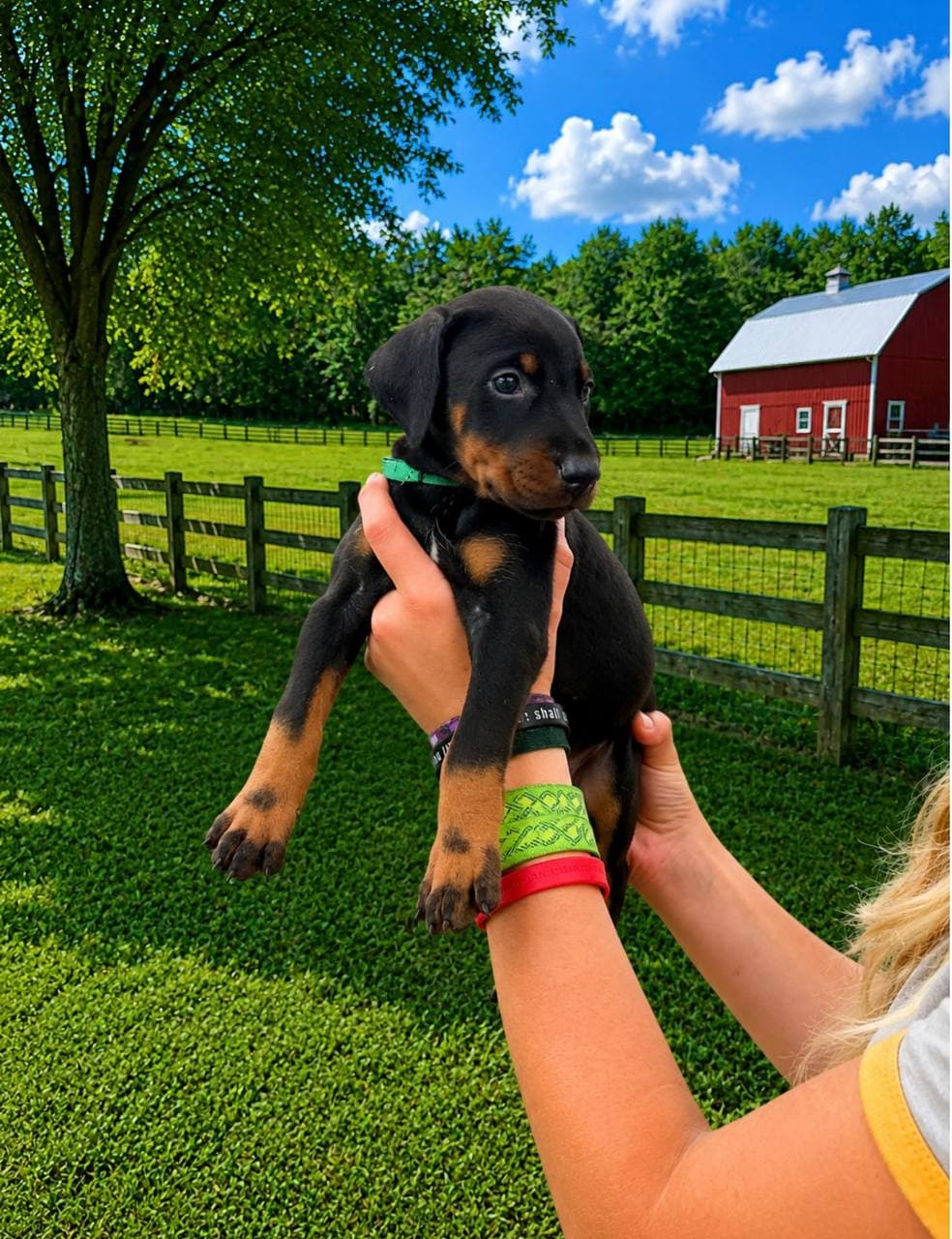 Green Collar Male — Male Black & Rust Doberman puppy